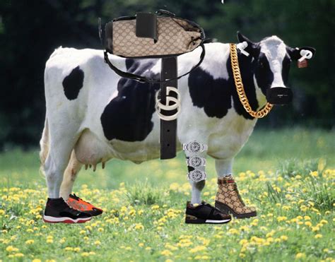 gucci cow|Gucci the cow food.